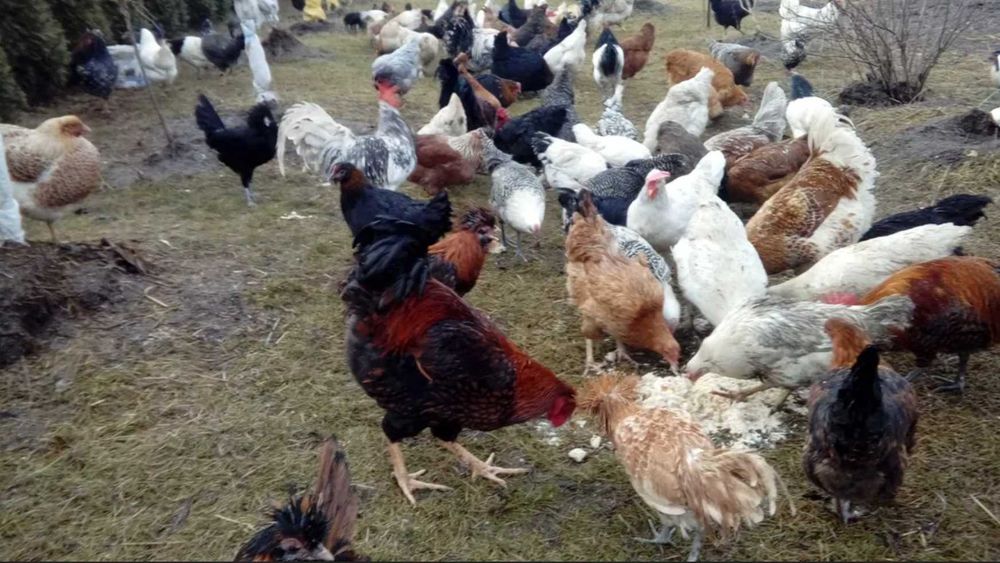 Lęgowe jaja, Mixy