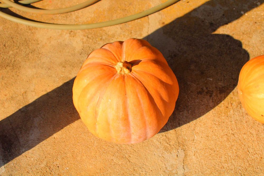 Abóboras de várias qualidades