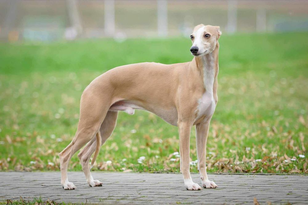 Chart angielski whippet piesek