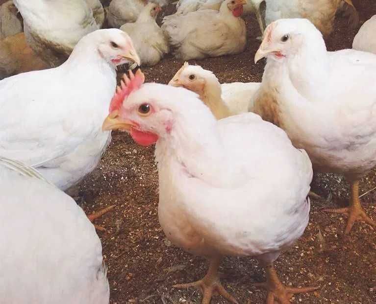 Kury leghorn sprzedaż 14 luty leghorny lekhorny