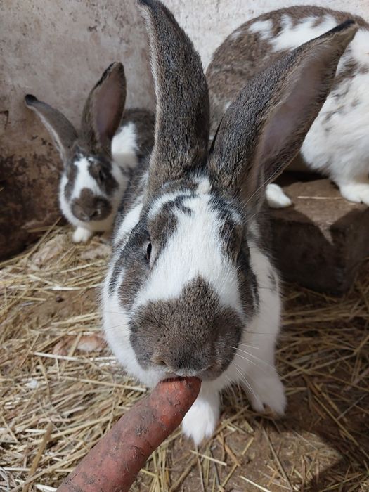 Królik belg mieszany ze srokaczem