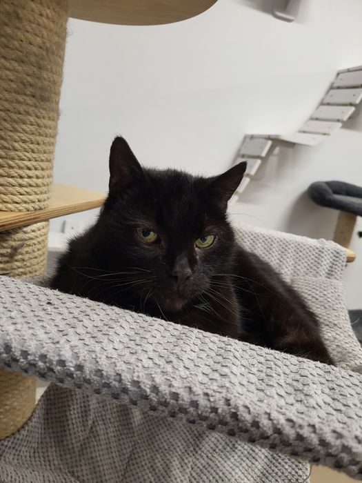 Piękna kotka Nyxia szuka domu