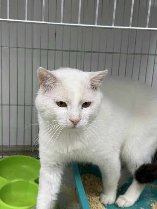 Віддаємо білого кота
