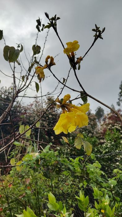 Ipê - Amarelo em flor