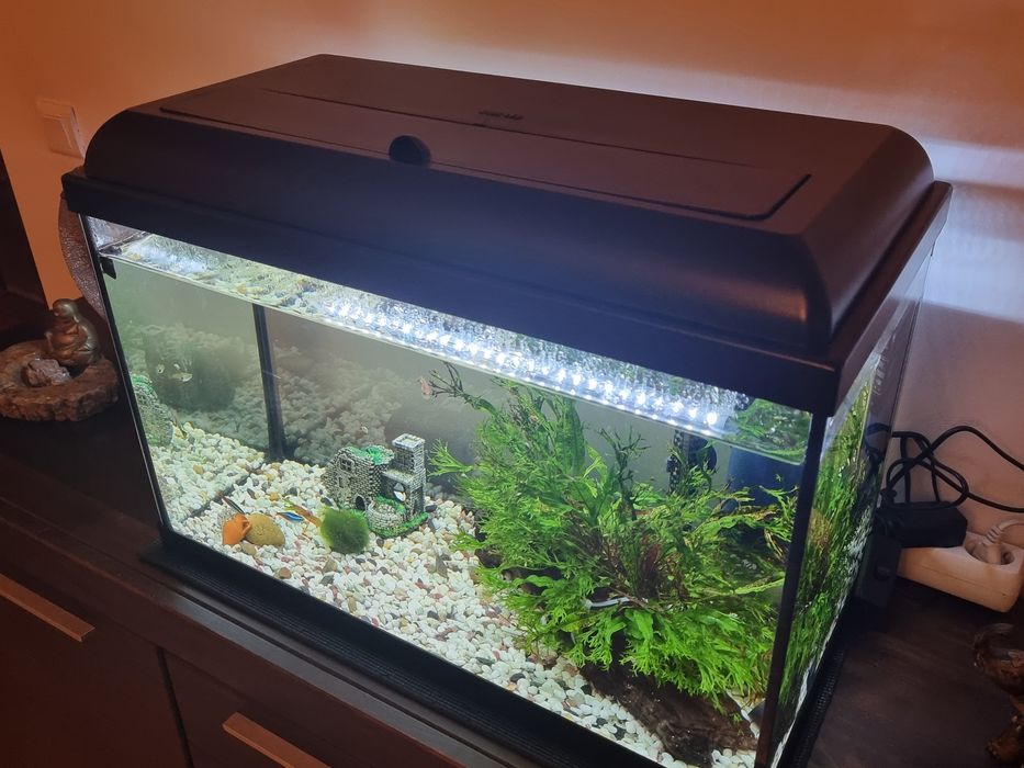 Aquario de agua quente 60L