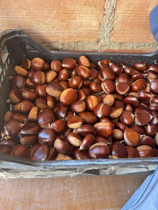 Vendem-se castanhas grandes