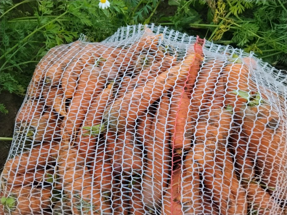 Sprzedam marchew buraki ziemniaki kapustę dynia cukinia