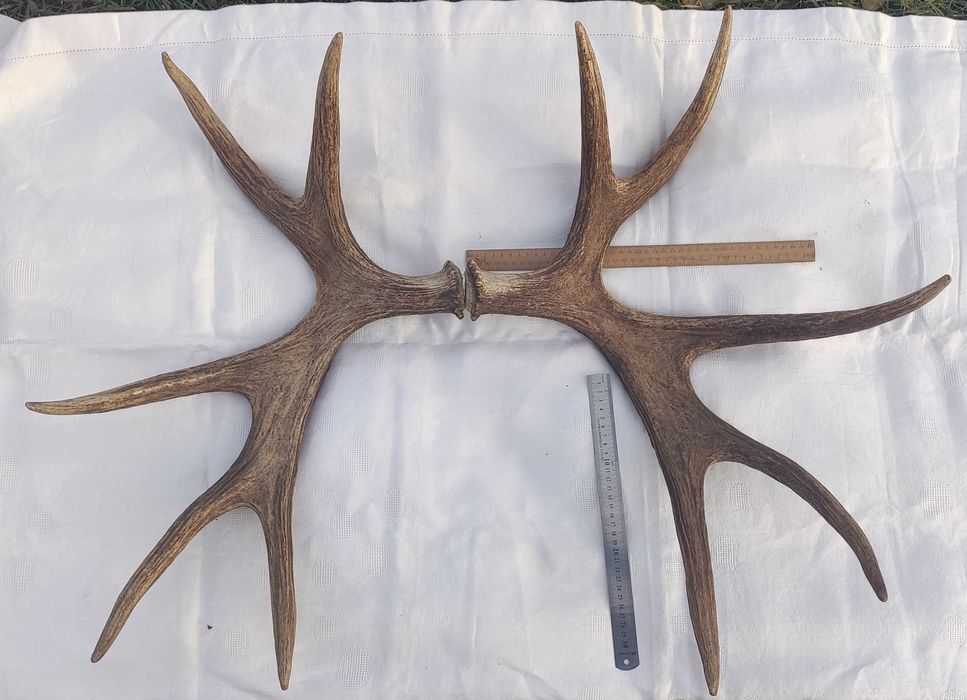 Продам роги оленя (пара)