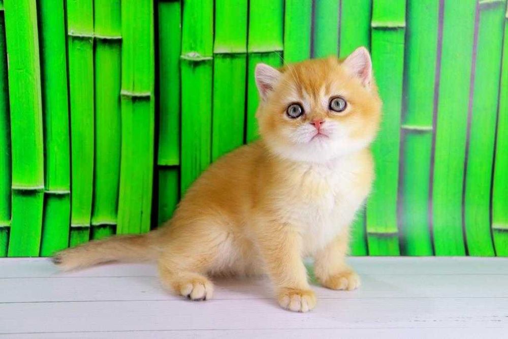 Дуже ласкавий та красивий британських хлопчик-золота шиншилла