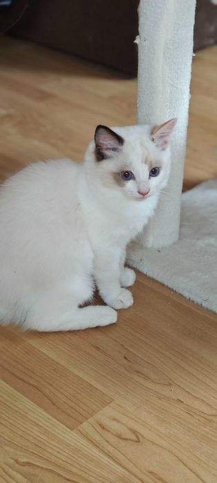 Ragdoll Śliczne kocięta z rodowodem