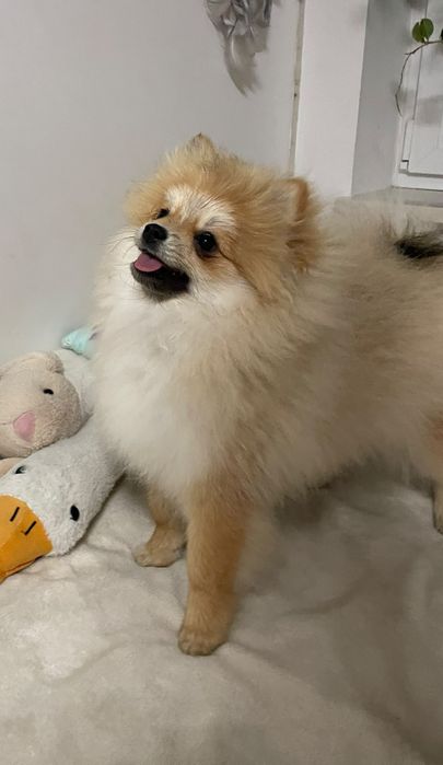 Szpic miniaturowy - pomeranian -chłopiec
