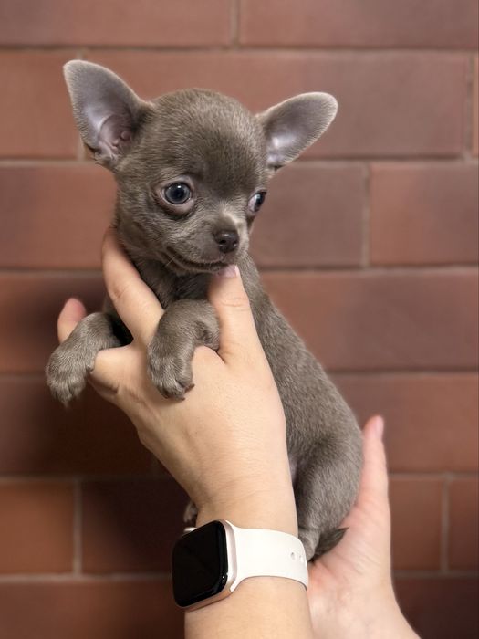 Щенки чихуахуа мальчики