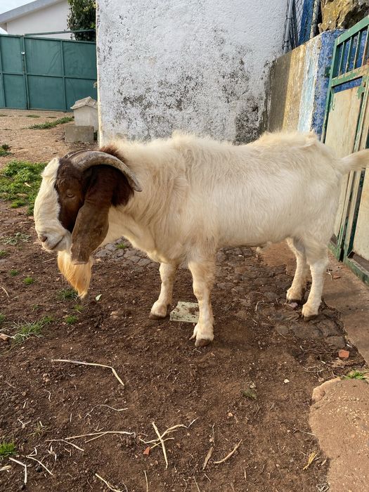 Bode Boer, Cabra e Cabrito Cruzados à Venda