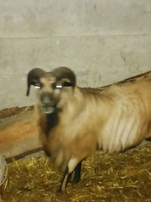 Baranina  duży baran .OPOCZNO