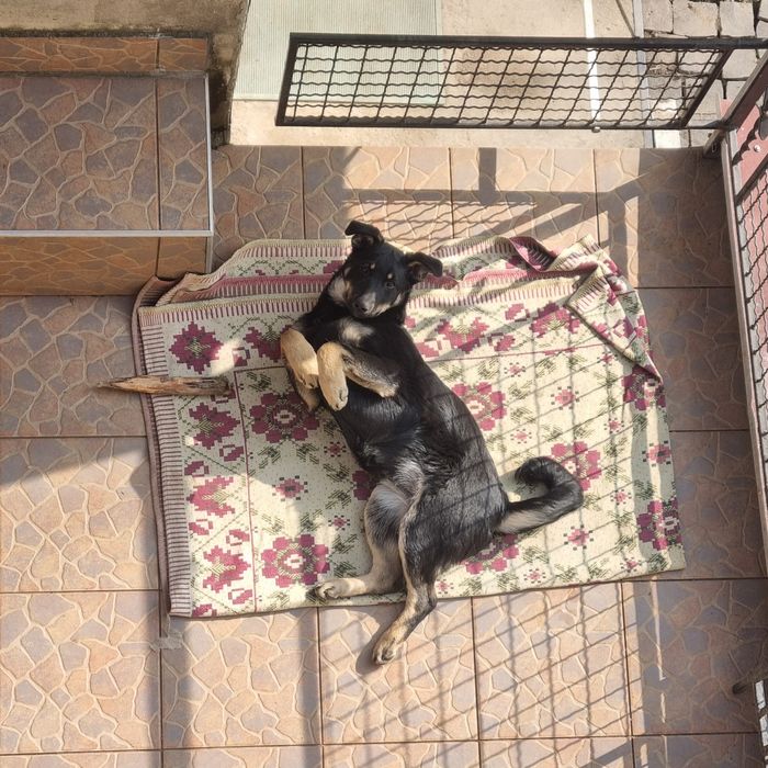 Собаки в добрі руки