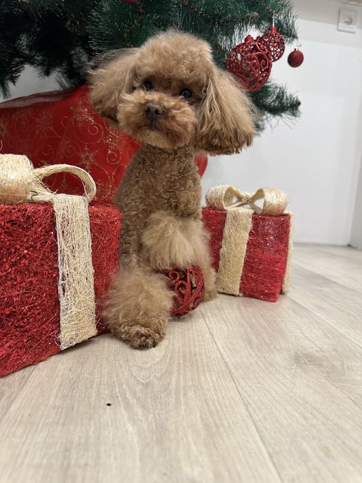 Вязка тикап пудель