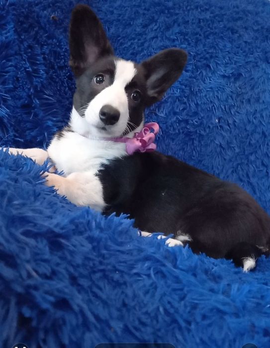 Дівчинка   корги , Мілочка.