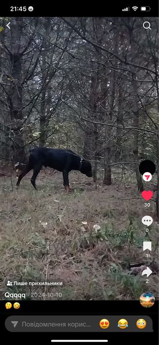 Доберман чистокровний в добрі руки для охорони