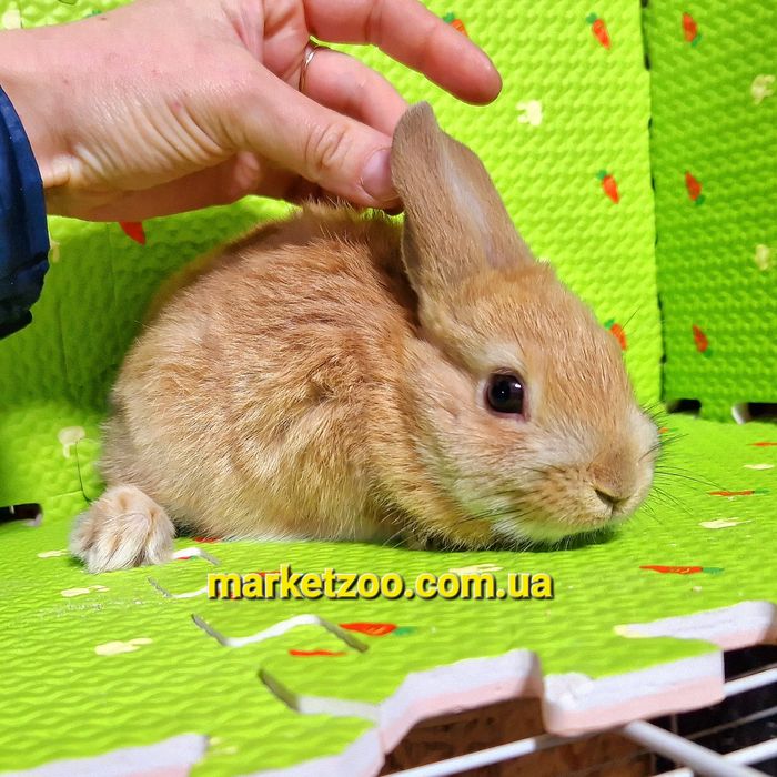 Мини кролики декоративные міні Нідерландський голландський кролик