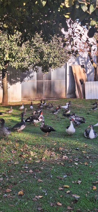 Vendo patos mandarins