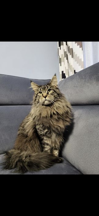 Maine Coon Nad Stawami