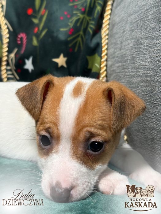 Jack Russell Terrier gotowe do odbioru