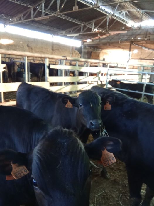 Novilhos castrados Wagyu Puros – com 10/14 meses