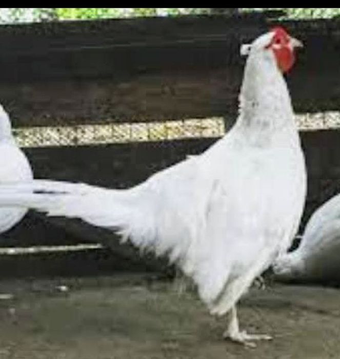 Casais Faisões de 2024 e outras aves