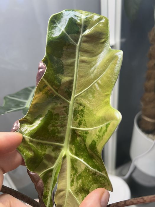 Alokazja PseudoSanderiana Pink Variegata bulwa nr 1