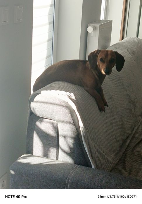 Oddam psa w dobre ręce  jamnika 3 lata