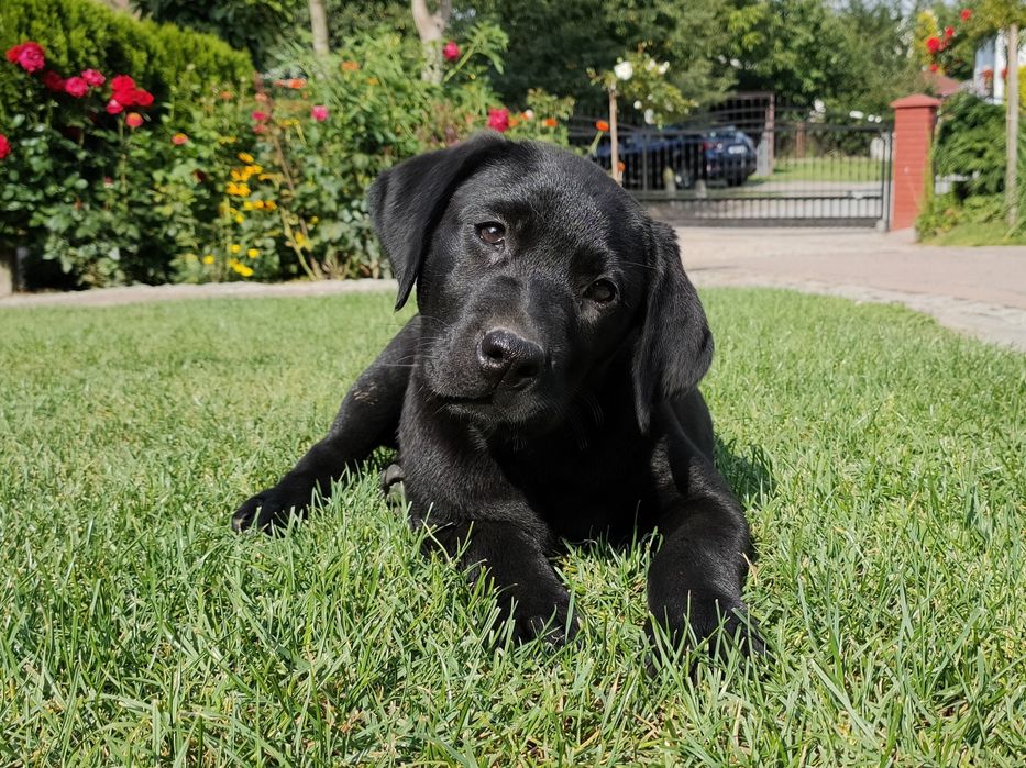 Labrador Retriever, ostatnia mocnej budowy SUCZKA! Już do odbioru!
