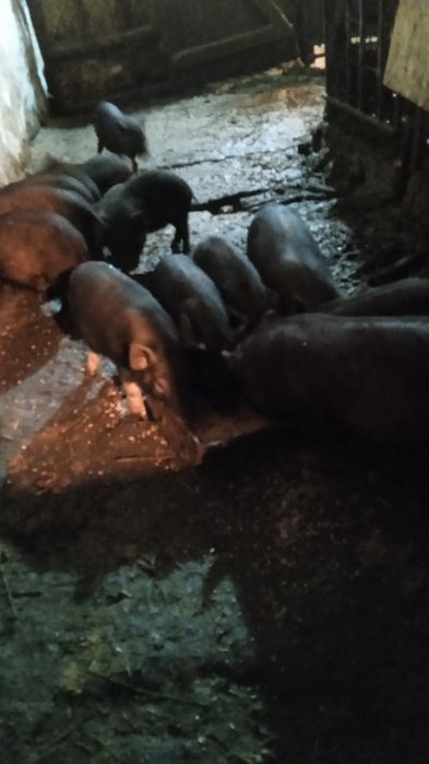 Поросята В'єтнамські