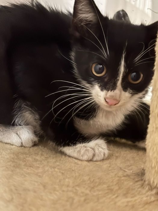 Gatinhos /as bebés com esterilização gratuita para adoção