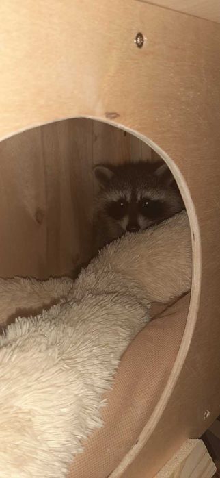 Вольєри для єнота та інших тварин. Виготовлення і продаж в Ваш дім.