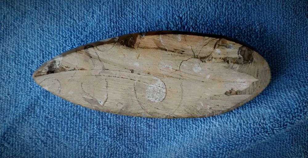 Оптоцерас (молюск)