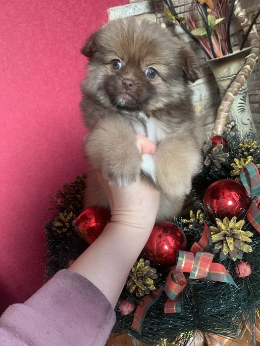 Продам цуценят Пекінесиків