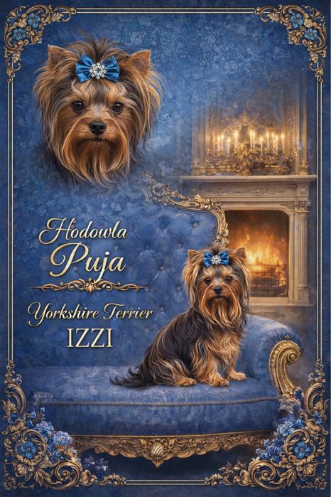York shireterrier piesek