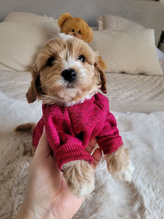 Uroczy piesek maltipoo F1