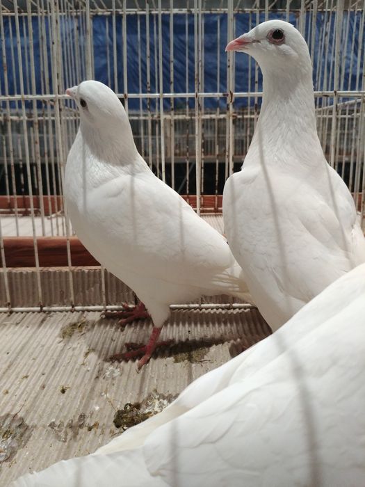 Gołębie białe pocztowe