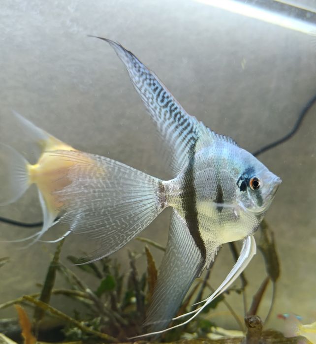 Продам голубых скалярий