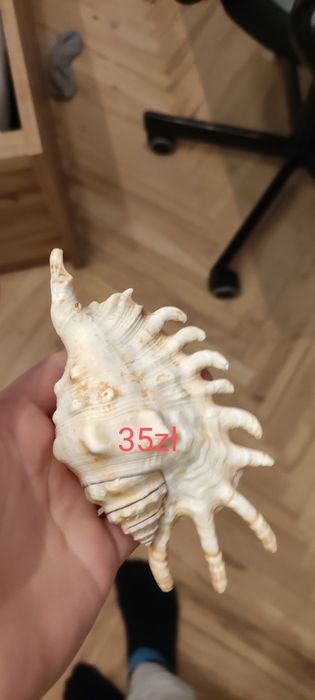 Prawdziwe muszle wyłowione w chorwacji