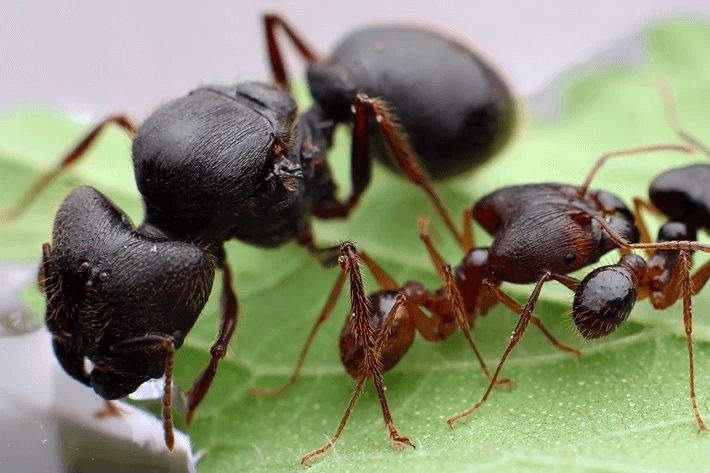 Экзотические Муравьи | Pheidole sinica |Формикарий, Колонии