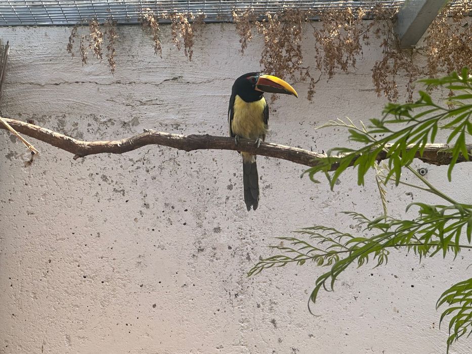 casal de araçaris-miudinhos (Pteroglossus viridis),