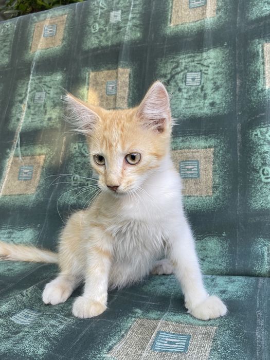 Котята метисы Сибирской