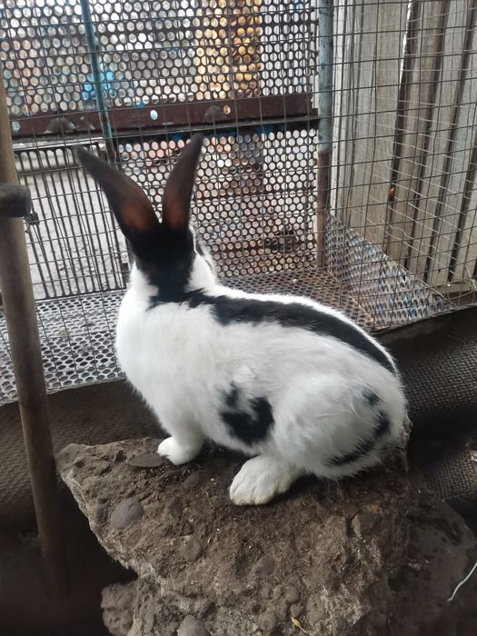 Кролі кролики строкач