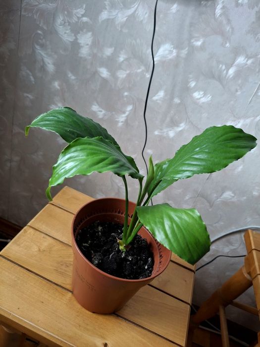 Спатифілум (вазон)