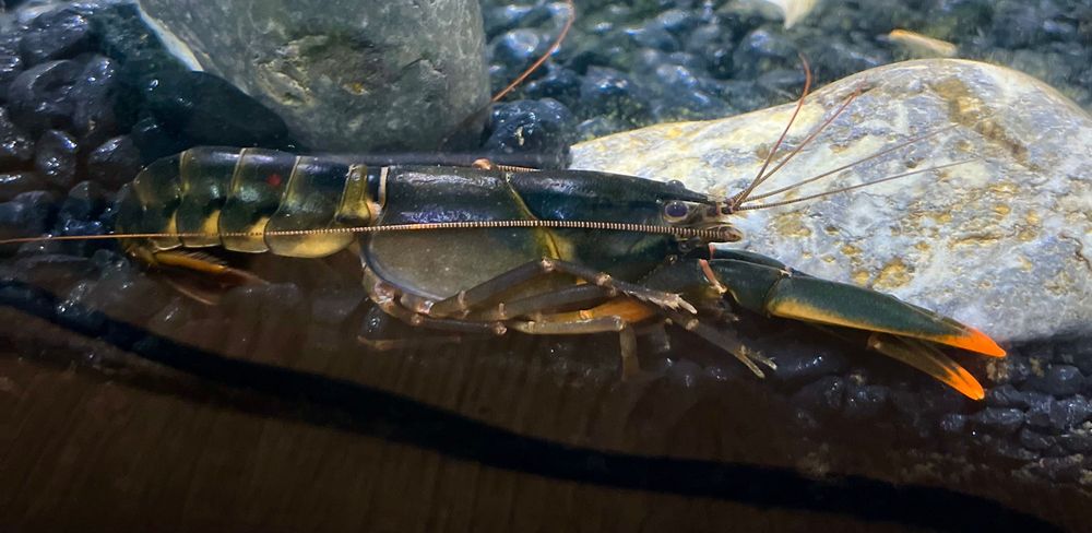 Rak cherax snowden