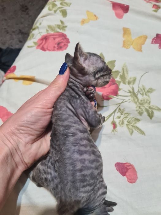 Котята девон-рекс бронирование