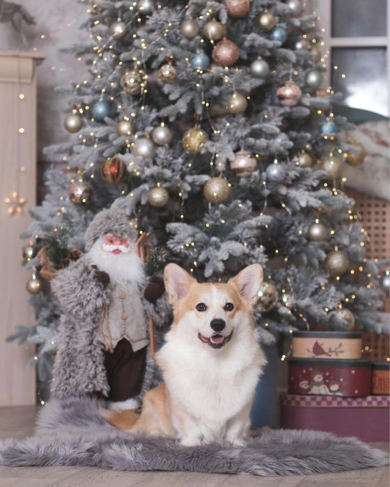 Шикарная девочка корги_Fifi