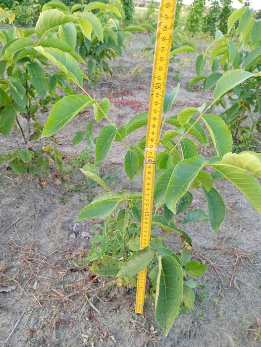 Sadzonki orzecha włoskiego